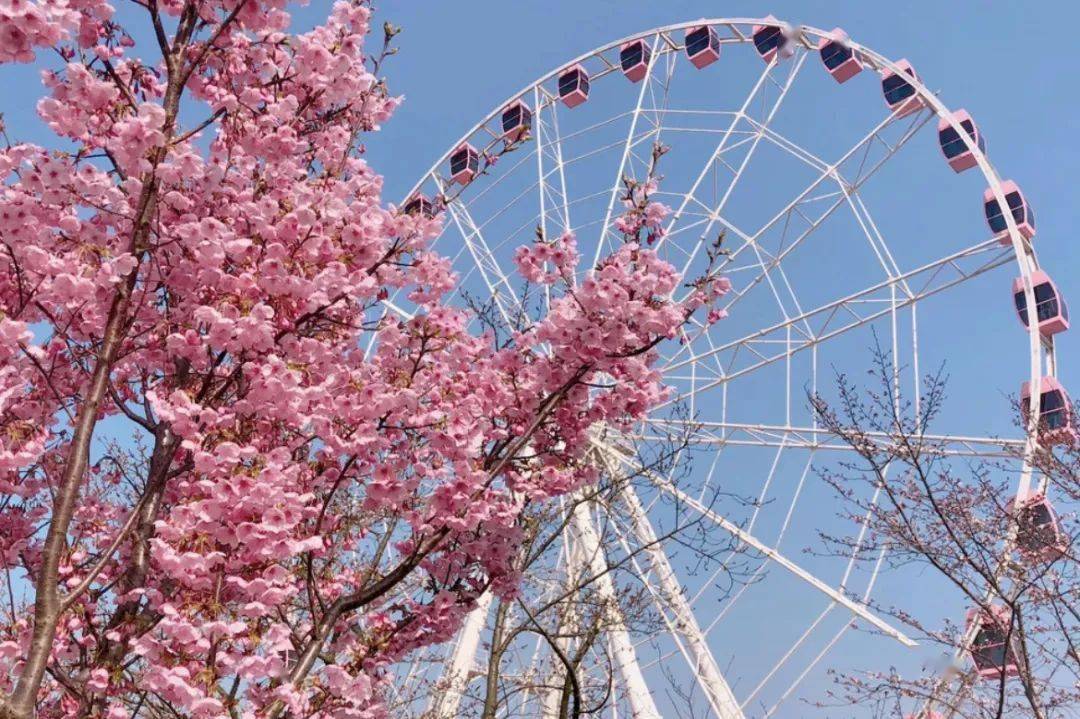 樱花雨下撑伞核酸的一幕刷爆朋友圈_樱花树_公园_赏樱