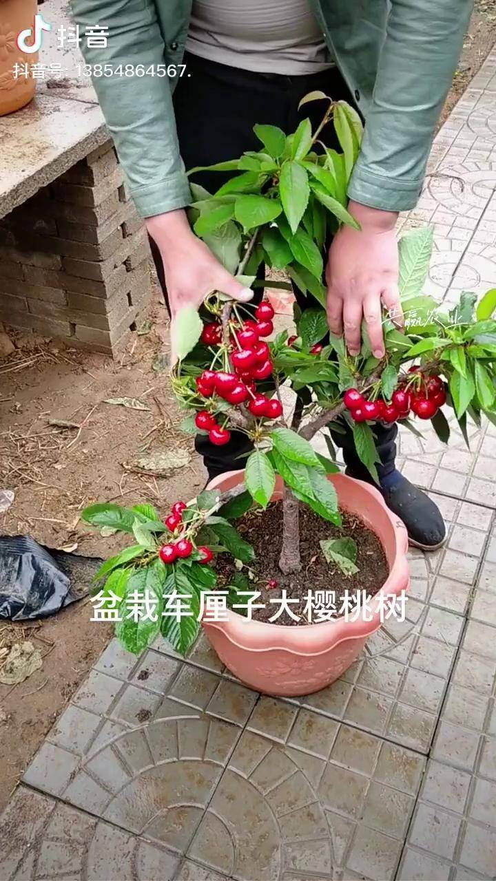 盆栽车厘子大樱桃树樱桃树苗