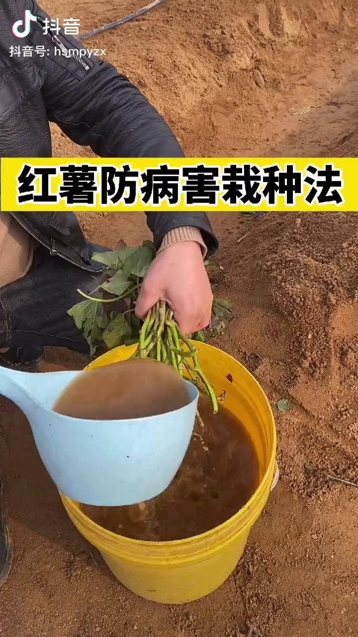 红薯种植噻唑磷防治线虫咯菌腈杀菌或者甲基硫菌浸泡薯苗根部10厘米处