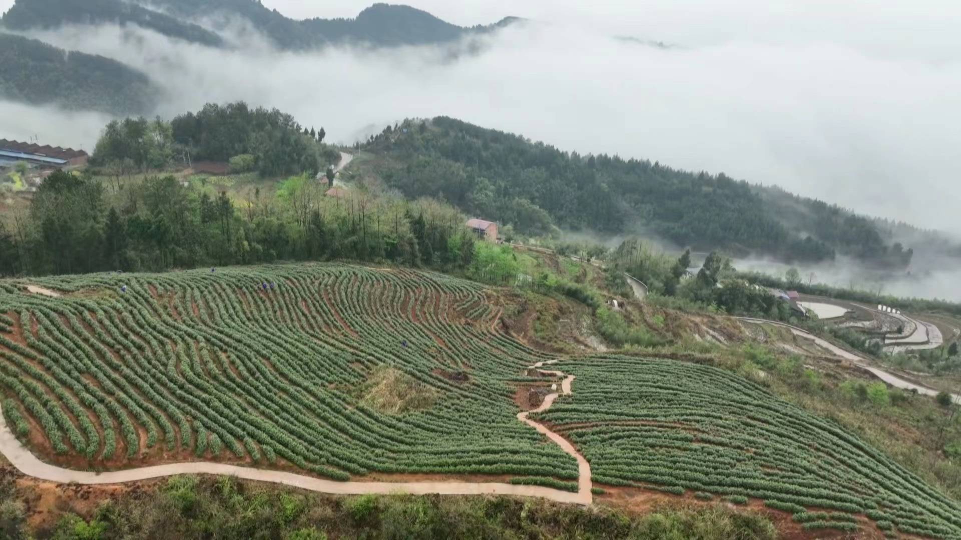 鄉村振興看重慶|忠縣黨員志願者助農採春茶_白石鎮_茶園_滿山