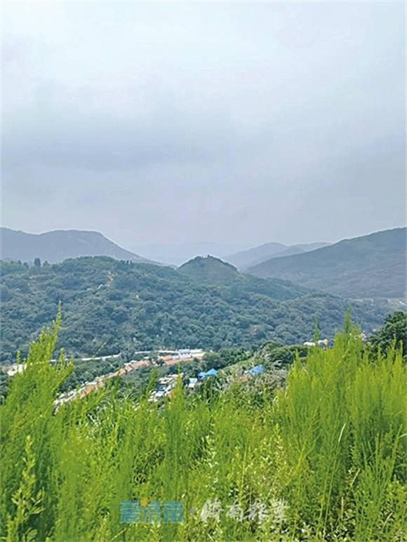 古栗树林“齐鲁第一”!济南独路村“火”了_高山_景区_典型