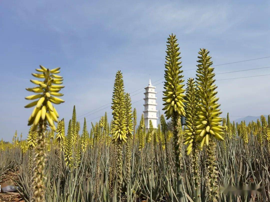元江芦荟花盛放太太太惊艳了附大量美图
