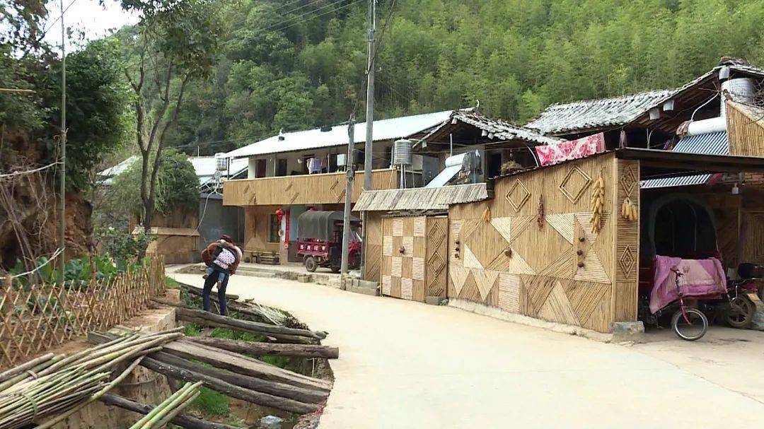 龙朋镇三家村金竹绿了荒山青山富了农民