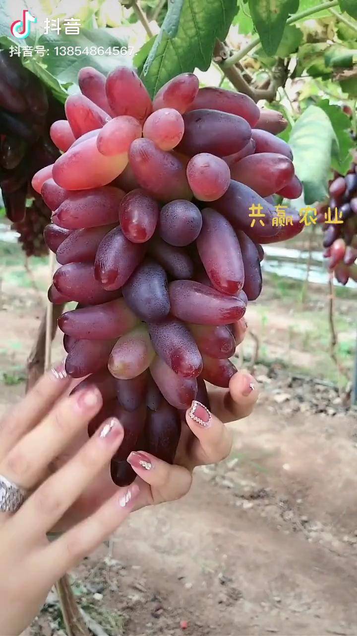 葡萄新品种葡之梦糖度高容易管理栽种第二年挂果葡萄苗