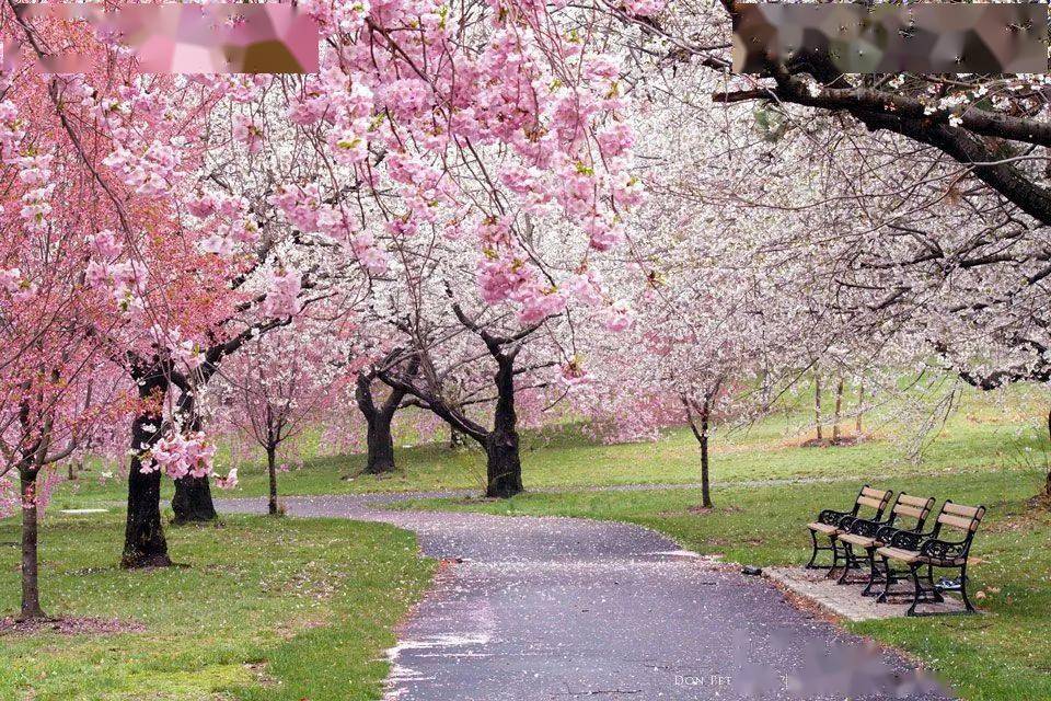 【纽约2022最全赏樱指南】9大绝美赏樱地+赏樱时间表！_樱花_Park_East