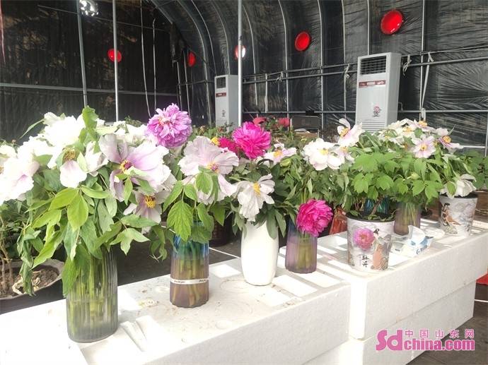 菏泽 牡丹芍药鲜切花产业 越开越艳 种植 销售 直播