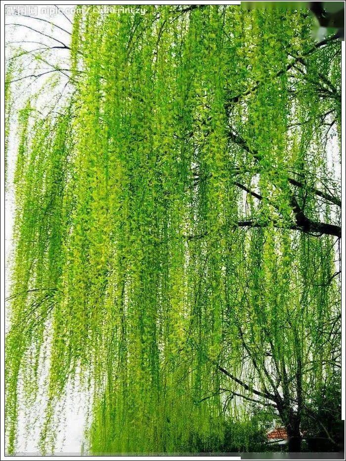 万条垂下绿丝绦