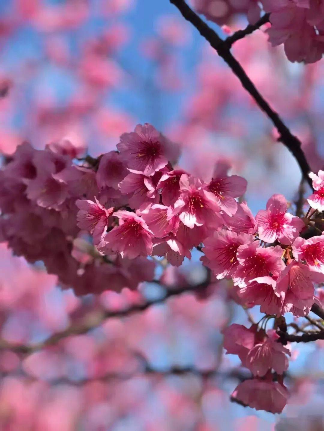 桃花雪梨花月杏花雨蔷薇家族颜值有多逆天看这篇就懂