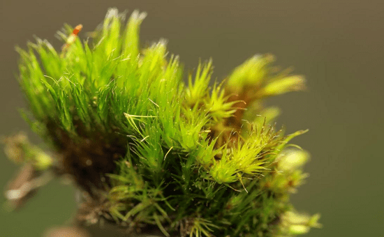 曲柄藓目前,大多数人仅认识到泥炭藓的经济价值和药用价值.