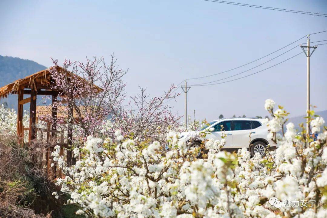 到达|在阳春三月里邂逅梨花盛开