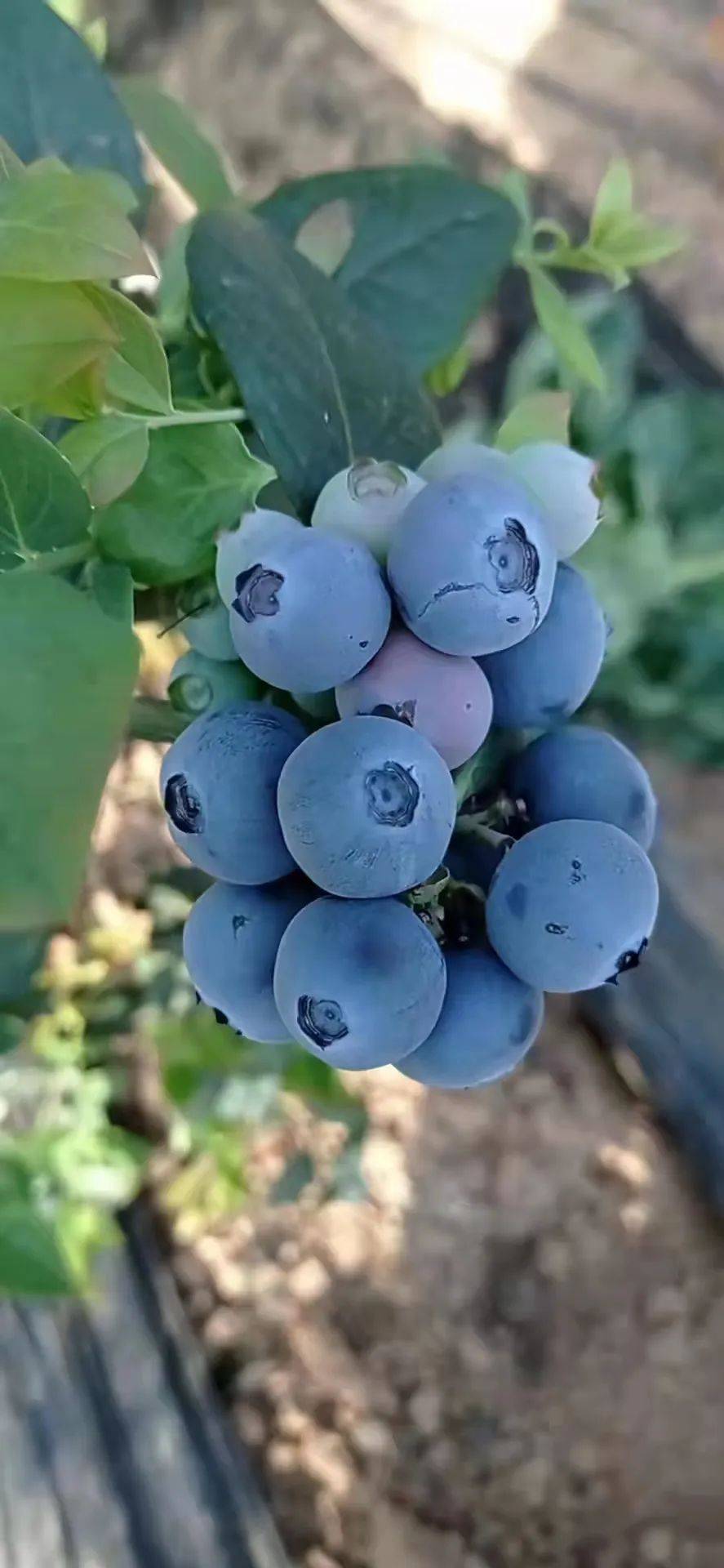 爱心助农本地美早大樱桃急盼销路80元2斤包邮庄河蓝莓现摘现发89元斤