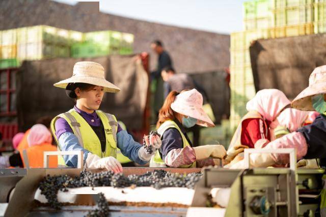 品牌|京东助宁夏红酒产业带高质量发展 未来销量还将翻倍