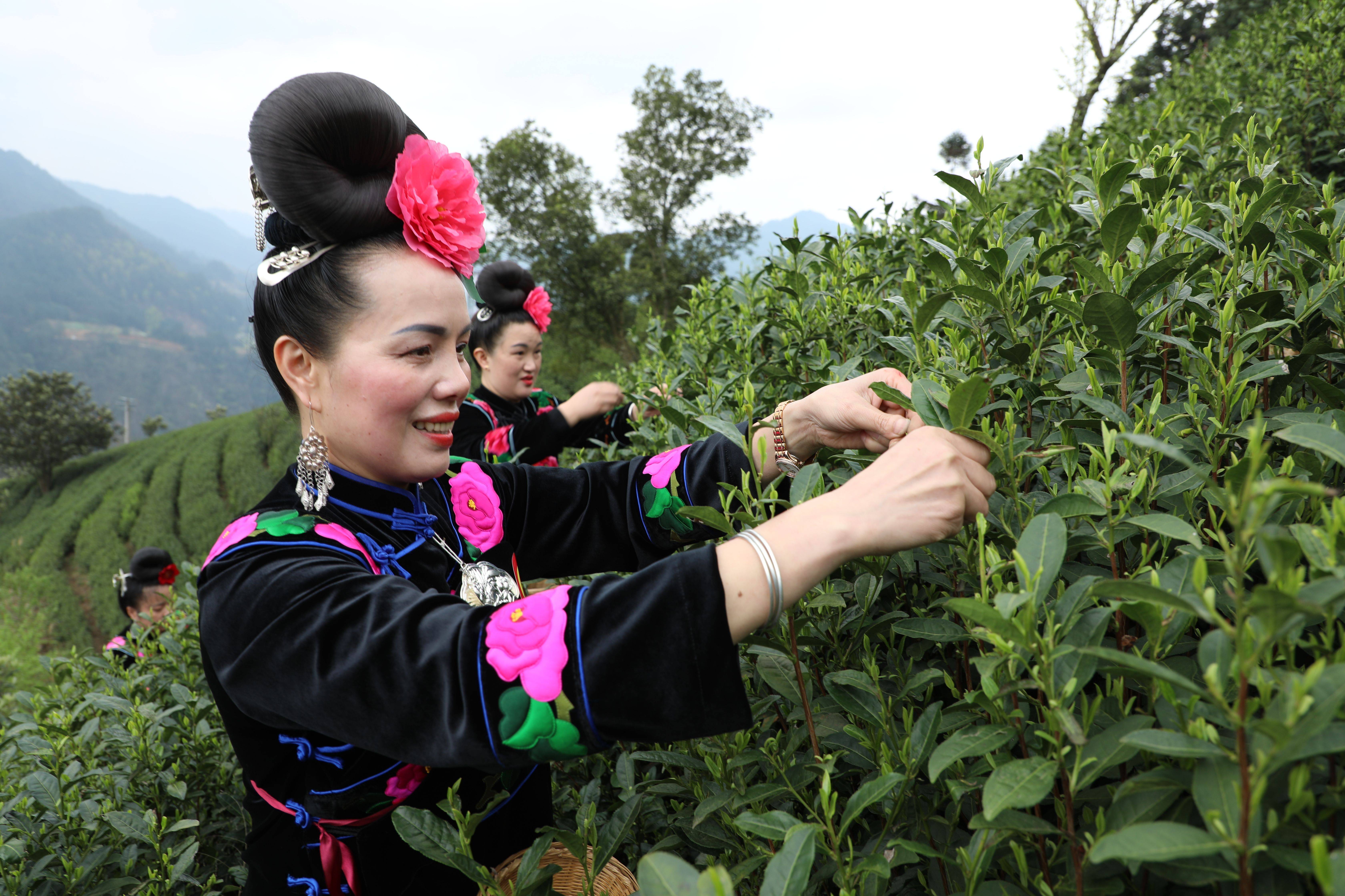 现在在全省来说,推广的都是双手采茶,那么我们也要求选手们必须采取