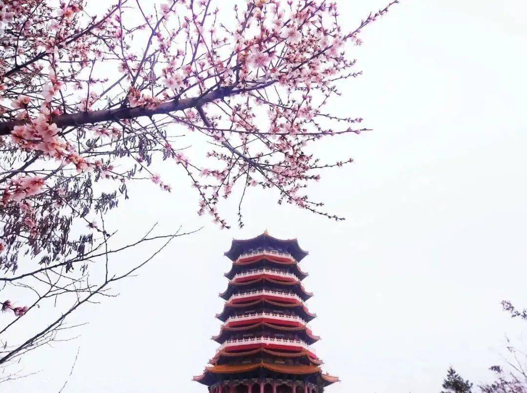 固原古雁嶺公園是寧夏目前最大的城市公園,也是固原市民遊玩的目的地