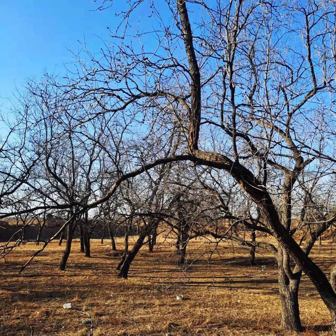 张天鹏:暖暖的温馨故乡来_枣树林_平台_微信