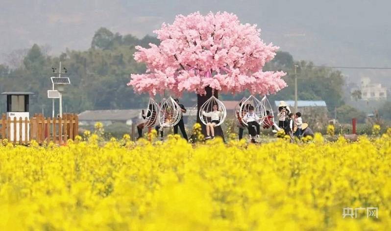 闲置地|【组图】万亩稻田“变身记”：从闲置地到网红花海