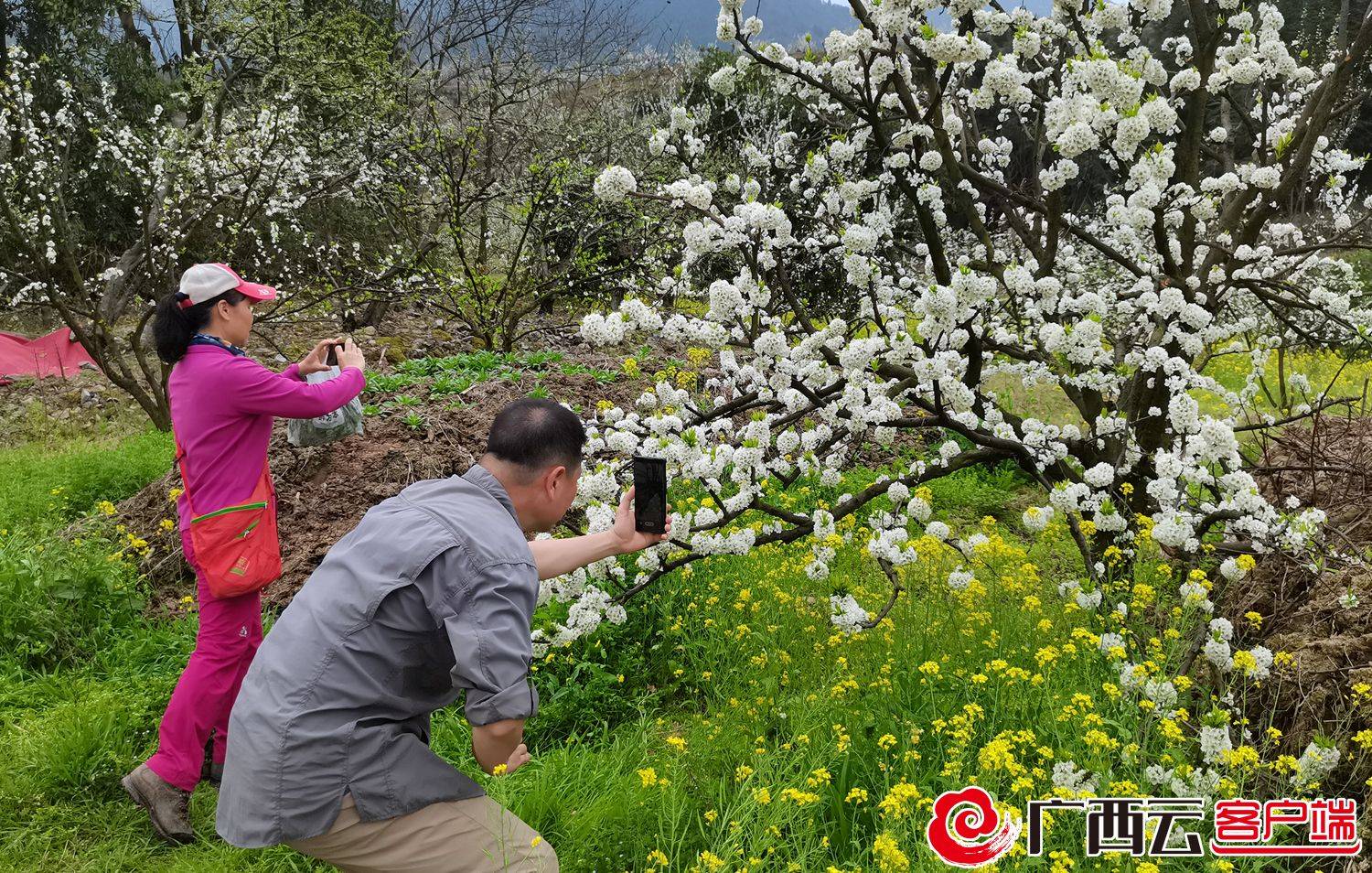 桃花|灌阳县：花开大地“卖风景”乡村旅游日益红