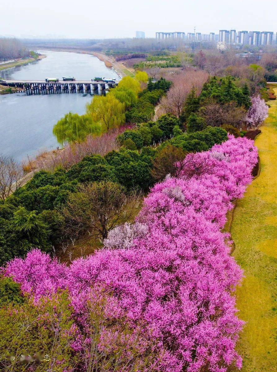 徐州春天最美的路一路繁花昆仑道