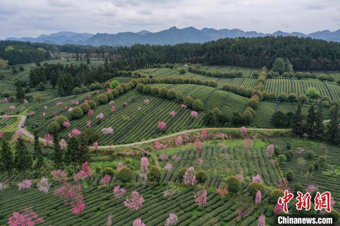 永安镇|航拍贵州凤冈茶海春日美景