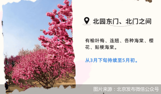 海棠|奥森公园花卉观赏季正式开幕