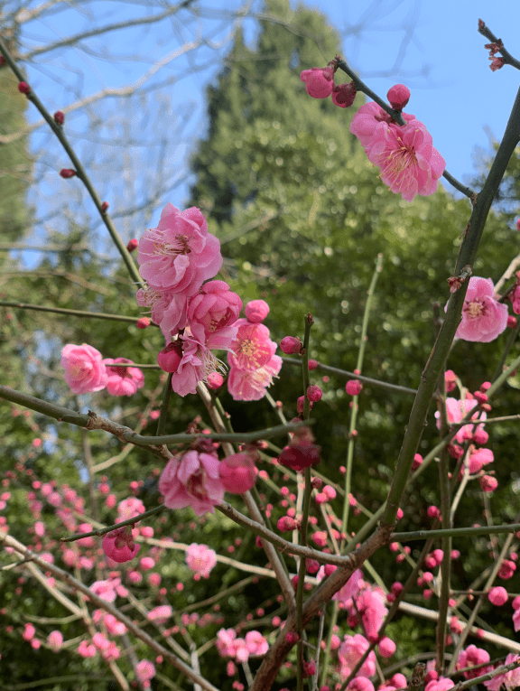 地方|京城头波春花提前一周多开放，梅花尤其罕见，专家这样解释