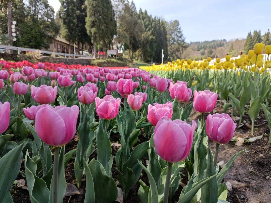 多彩郁金香花开醉游人丨黔南龙里龙架山森林公园郁金香花已开邀您来赏