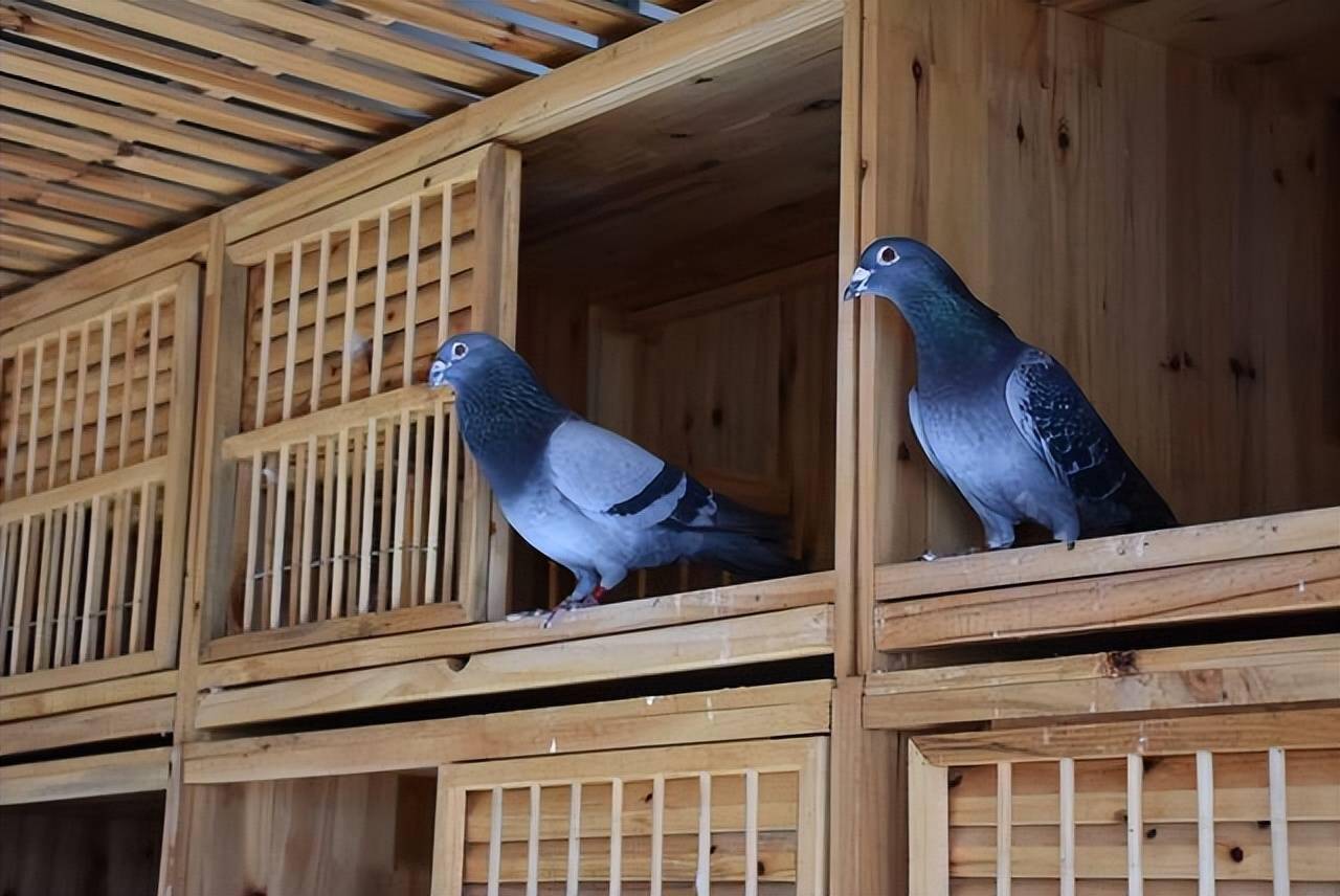 鸽子家飞时间短怎么办