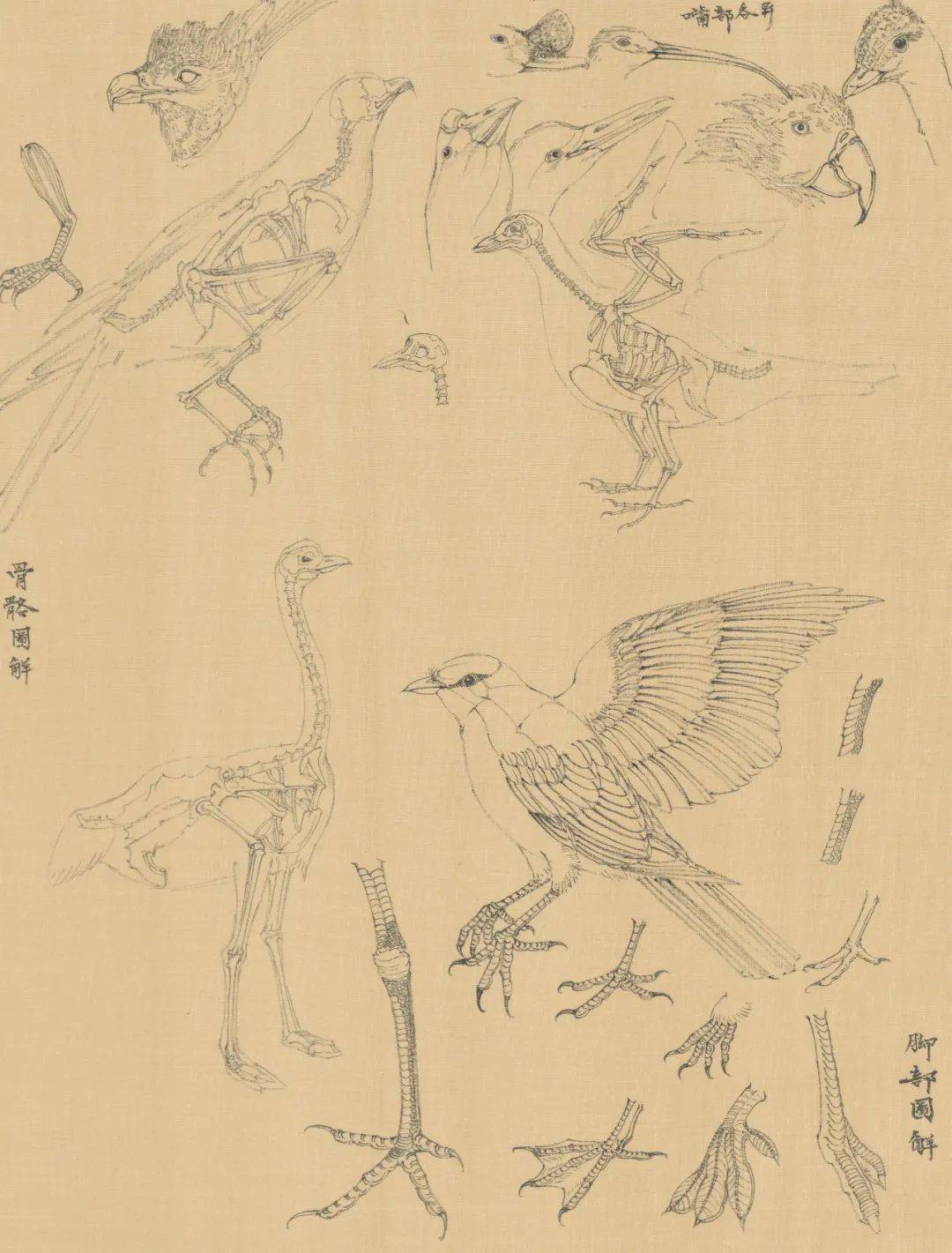 美育中国画禽鸟上