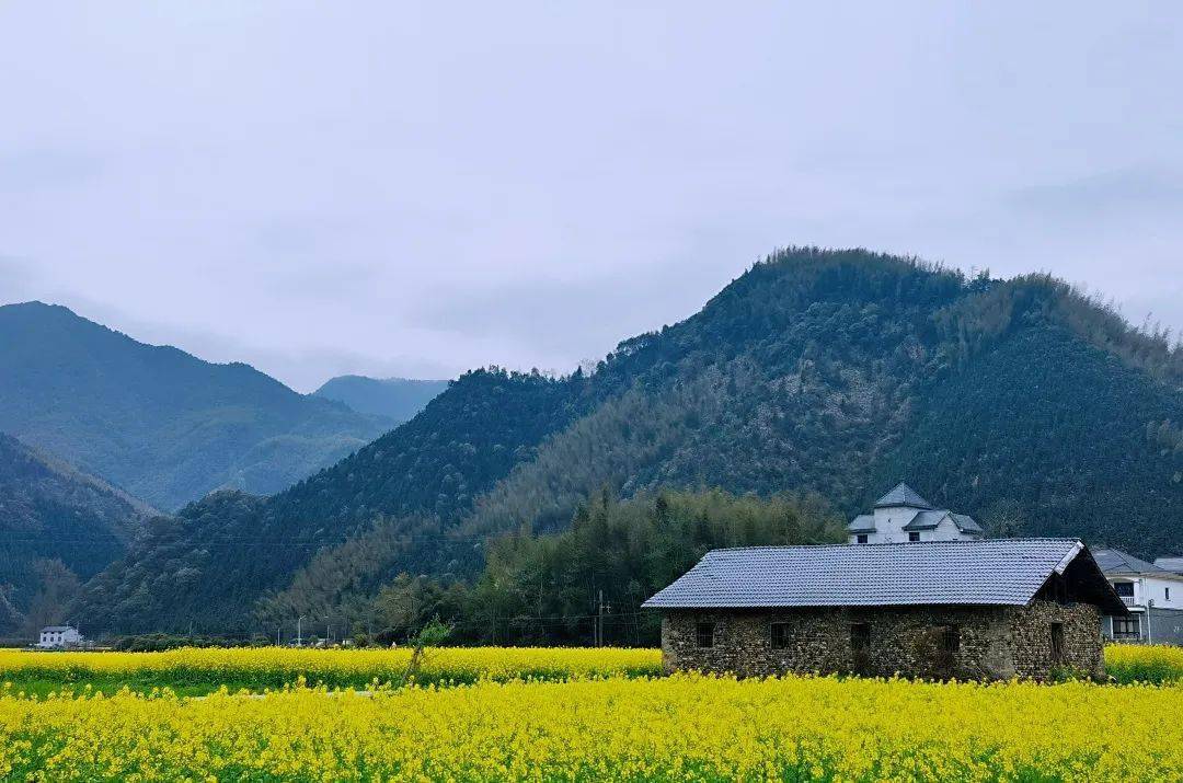开化县油菜花"合集" | 您有一场与油菜花的"云"