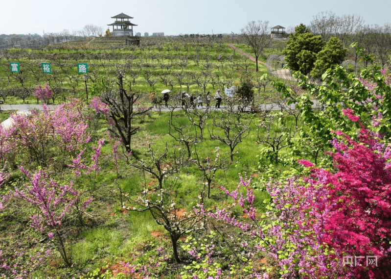 非法|【组图】湖南衡阳：5万株梨花摇曳春光