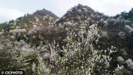 重庆市|漫山遍野春花开