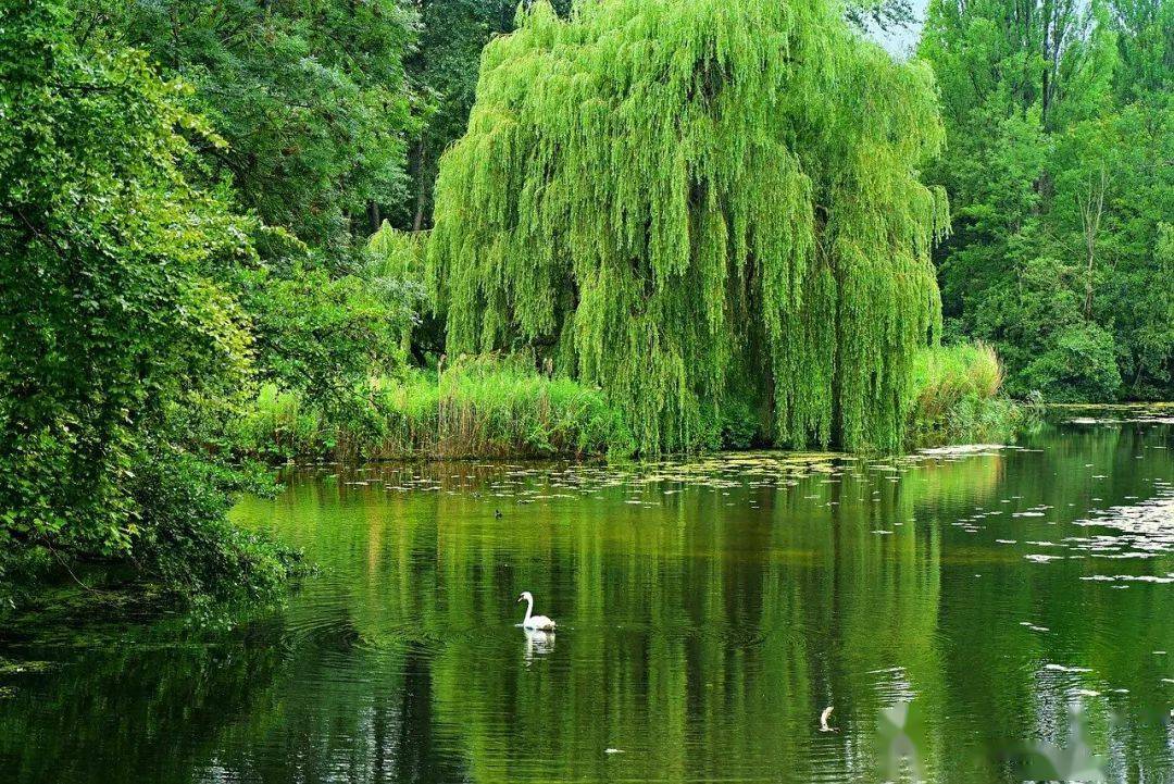 河岸杨柳 || 董涛