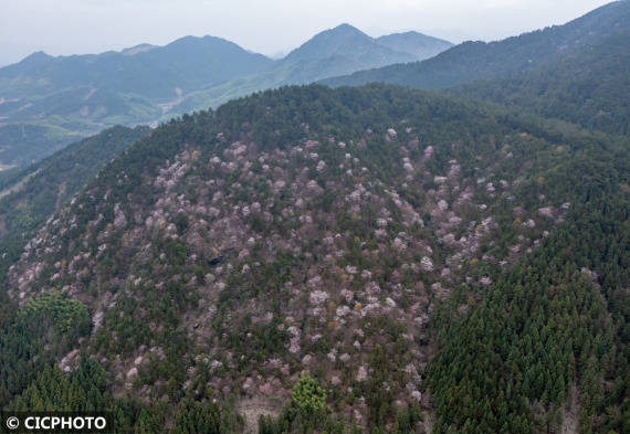 重庆市|漫山遍野春花开