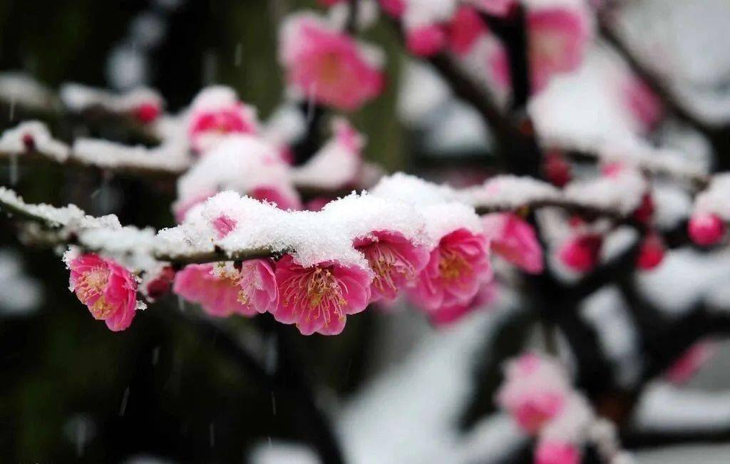 雪花飄飄北風蕭蕭天地一片蒼茫一剪寒梅傲立雪中只為伊人飄香愛我所愛