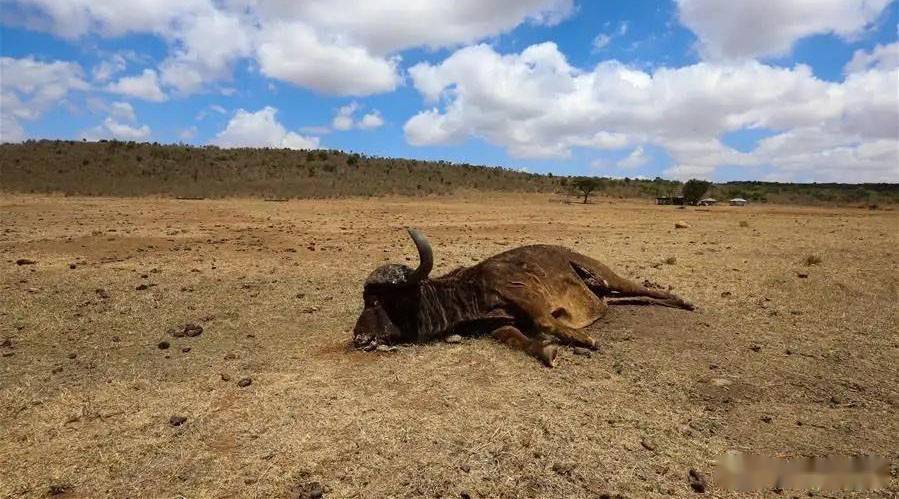 人不能吃腐肉煮熟了還是不能吃食腐動物為什麼就能吃