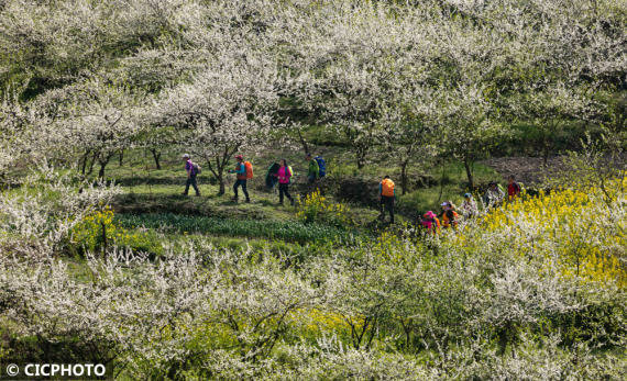 重庆市|漫山遍野春花开