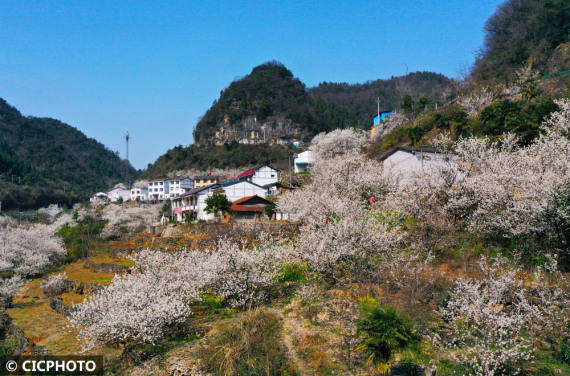 重庆市|漫山遍野春花开