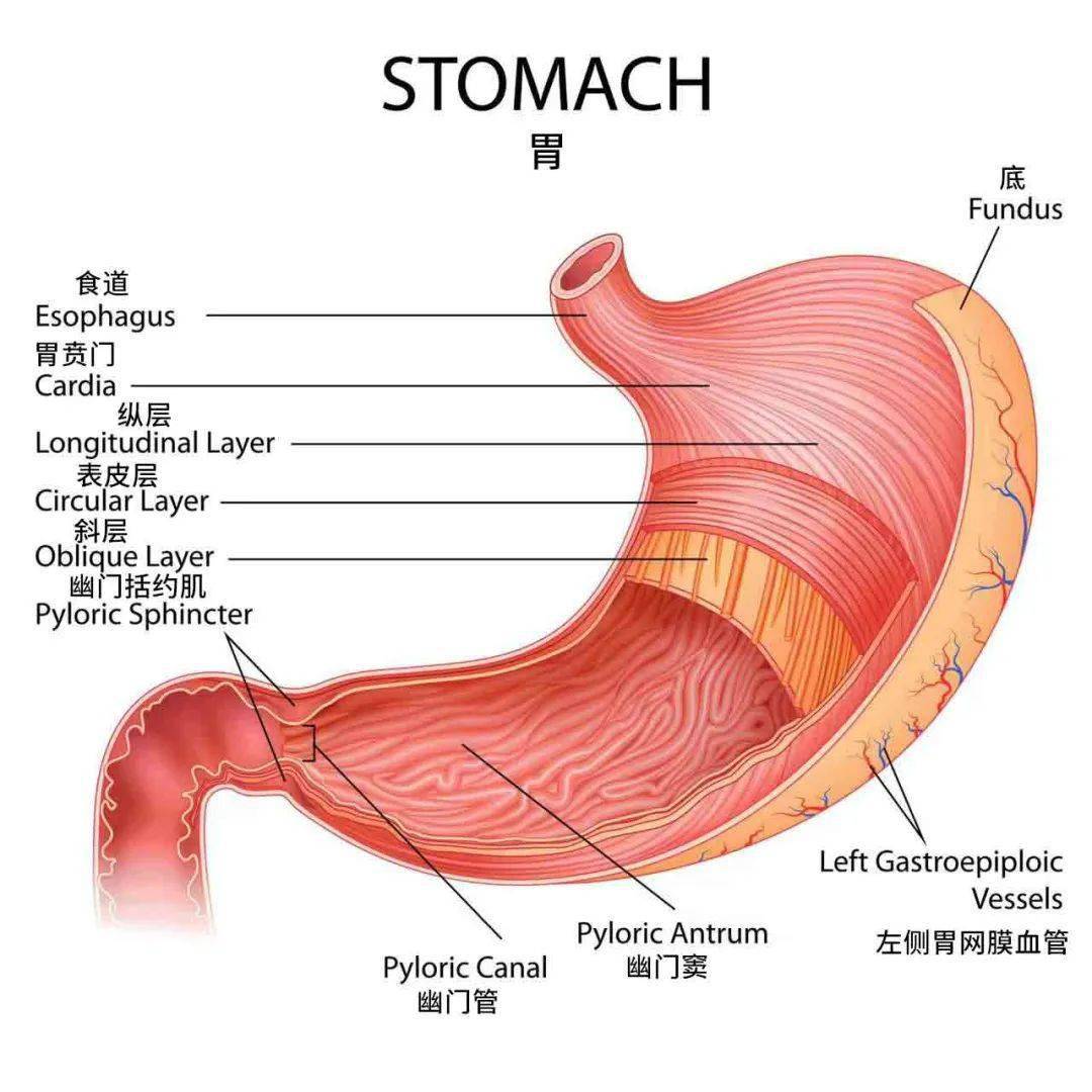 胃镜报告单模板图片