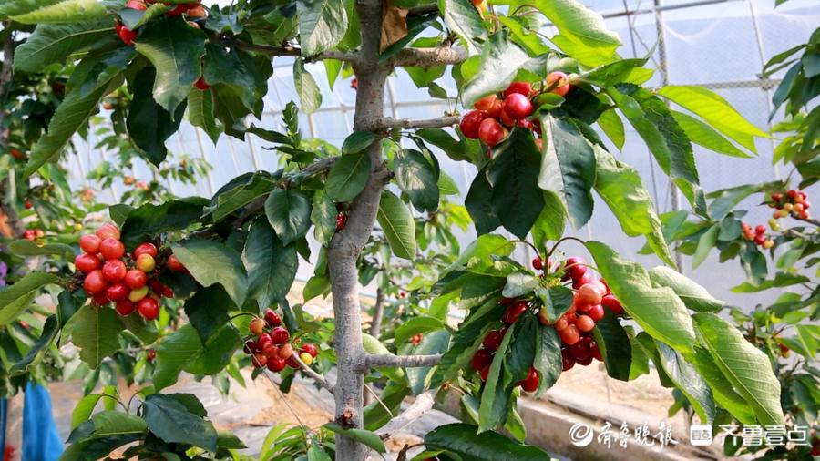 五莲县户部乡温室大樱桃抢鲜上市价格每斤超百元还供不应求