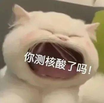 猫咪测核酸表情包图片