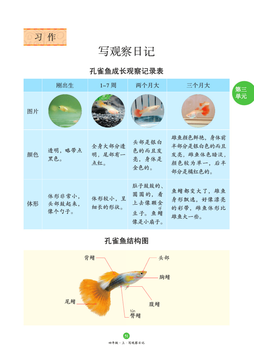 下面还有一张孔雀鱼的细节结构图,展示可观察的方向.