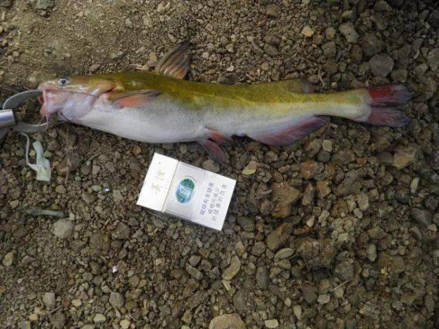 水库里钓上巨型黄辣丁鱼老钓鱼人也看傻了眼