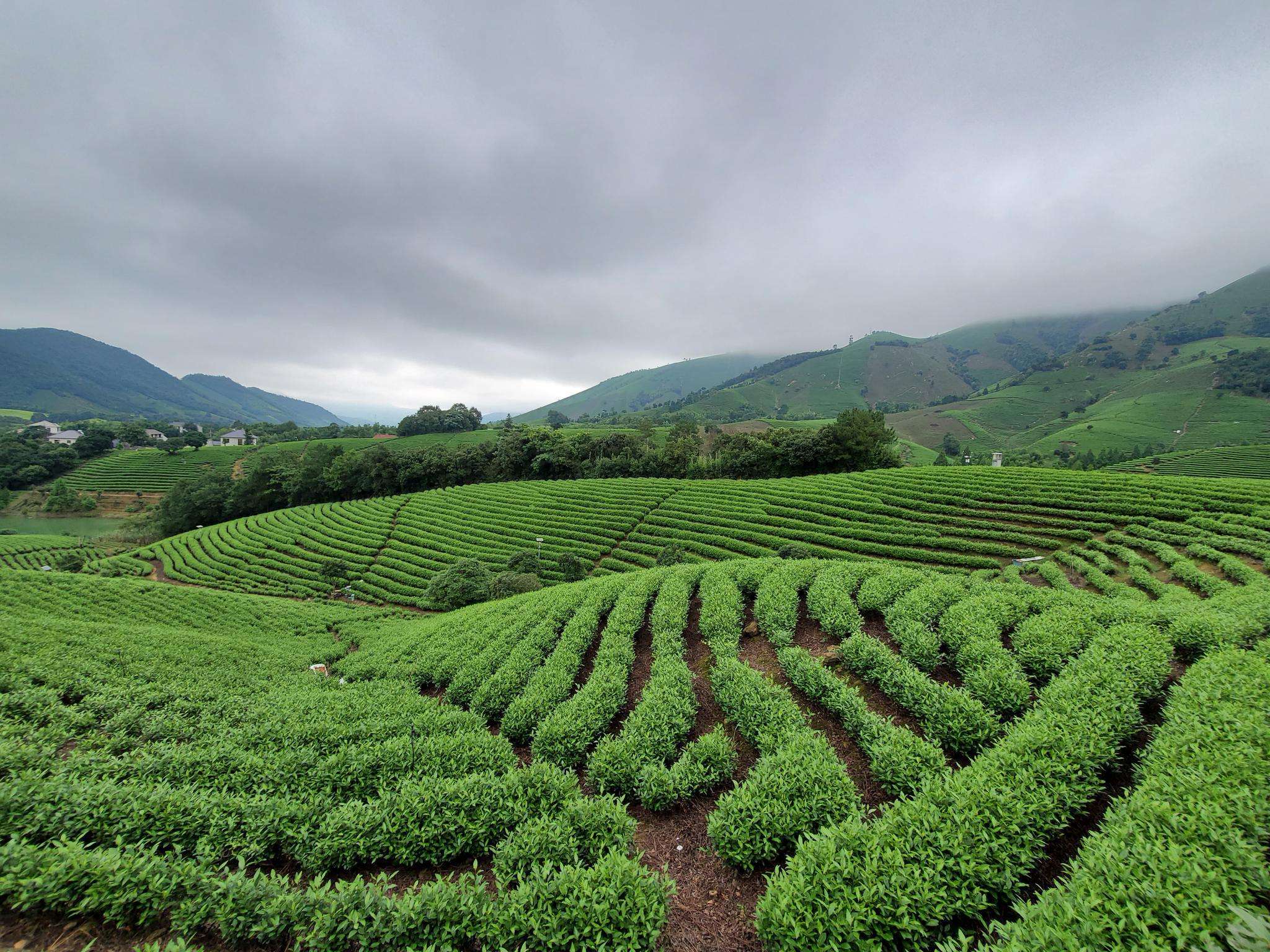 最近,昌硕街道的安吉白茶种植户于金星十分烦恼,眼下正是茶叶抽芽期
