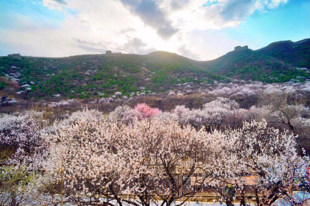 春天花事61花海列车登居庸关长城近距离拍摄开往春天的列车郊野踏青