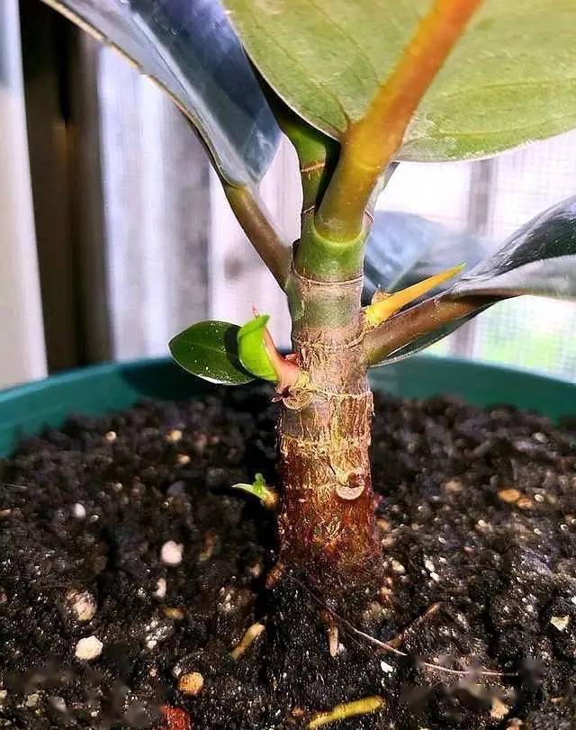 养橡皮树有3个"技巧",分枝更多,高大茂盛,株型美观净化空气_修剪_时候