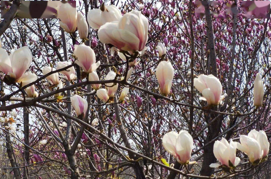 白鹿原上鹿走溝春光好花正俏_紫荊花_藍田人_感覺