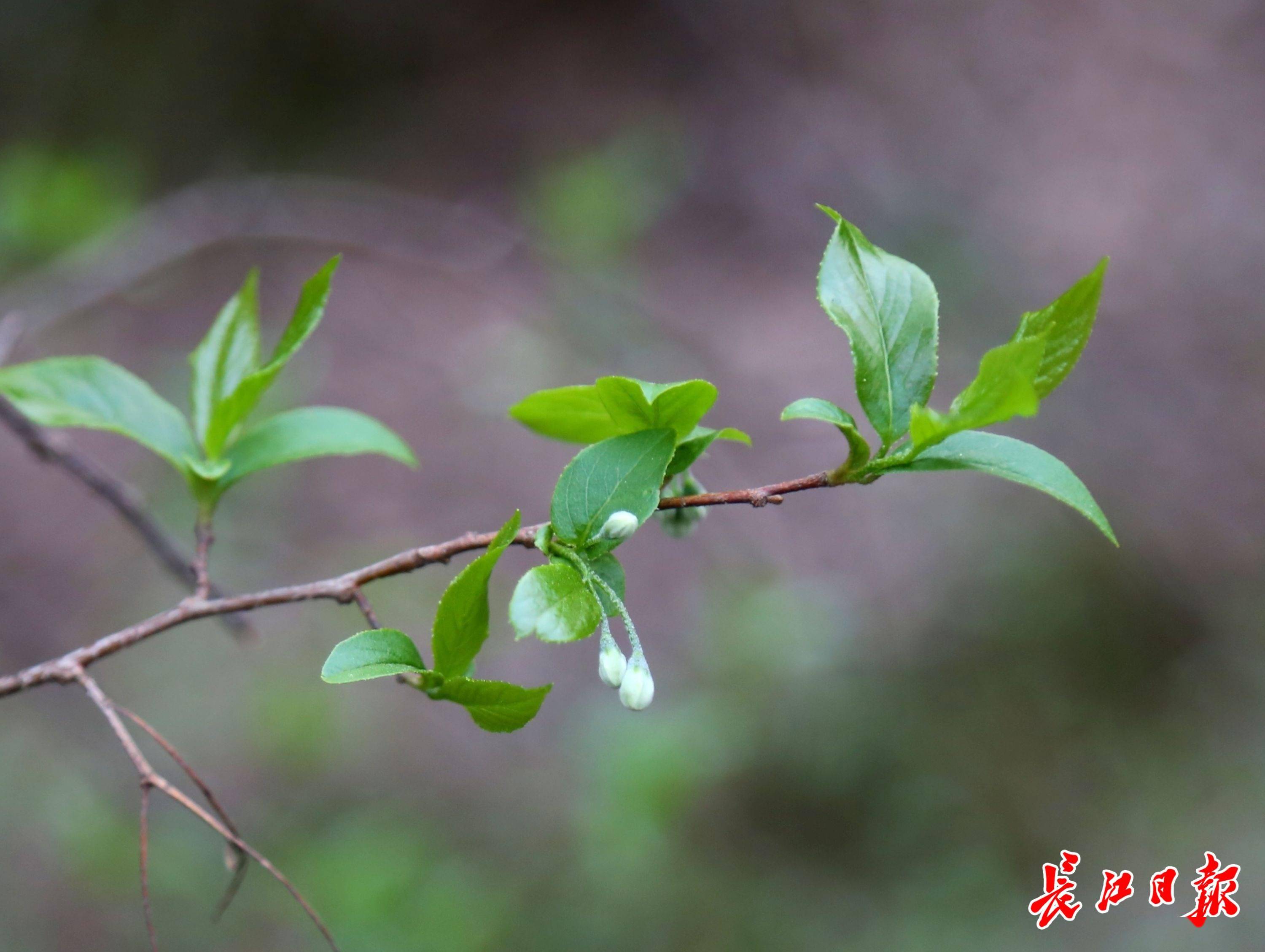 蔡甸發現植物界的大熊貓遷出5株小苗異地保護