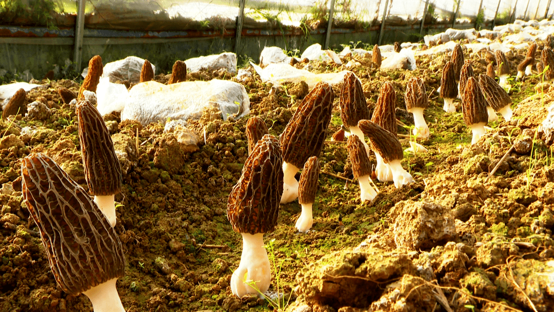 马官:羊肚菌成熟 俏销市场_种植_陈端_大棚