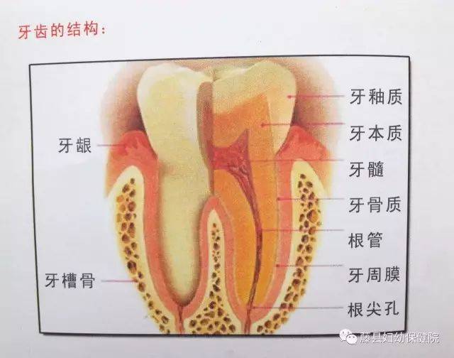 牙齿|“牙痛那些事儿”学问可大了！你真的了解吗？