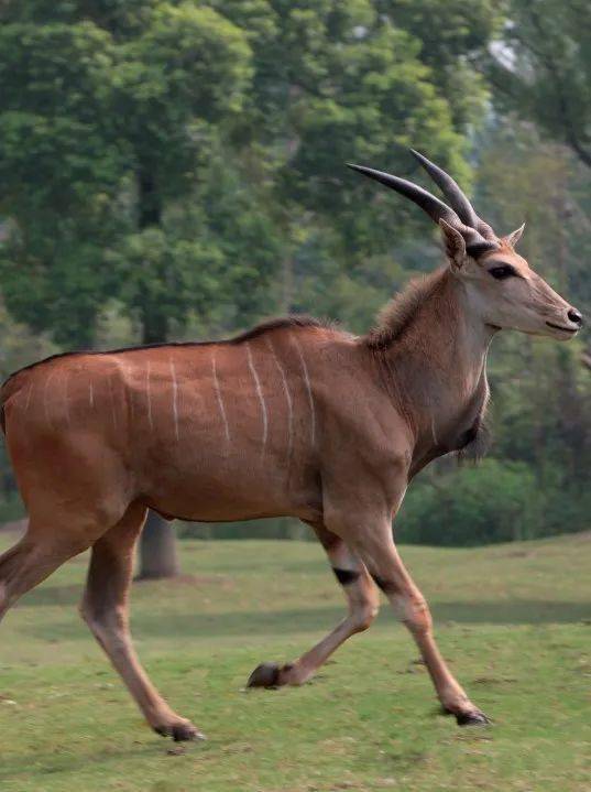 认识"草原的精灵"大羚羊
